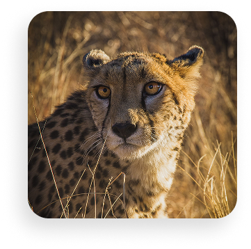 Cheetah-Glennon-doyle 1